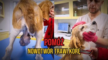 Zbiórka Trawiona przez nowotwór Kora - miniaturka zdjęcia