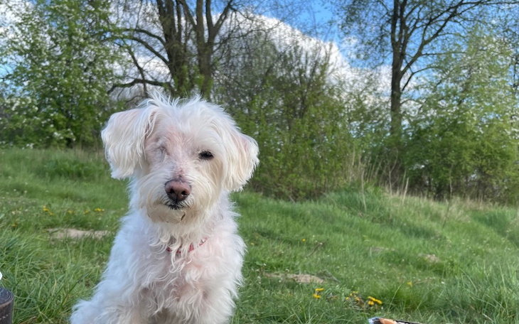 Zbiórka Na operację przepuchliny - zdjęcie główne