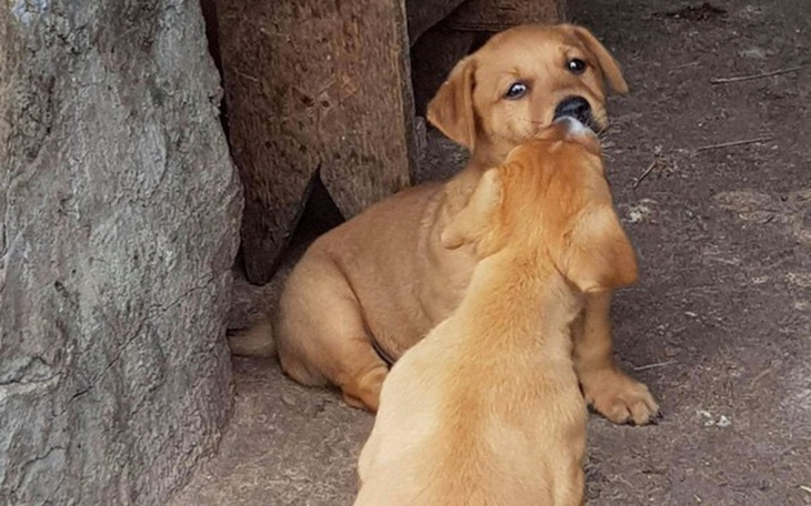Zbiórka Cudem ocalone😥 - zdjęcie główne