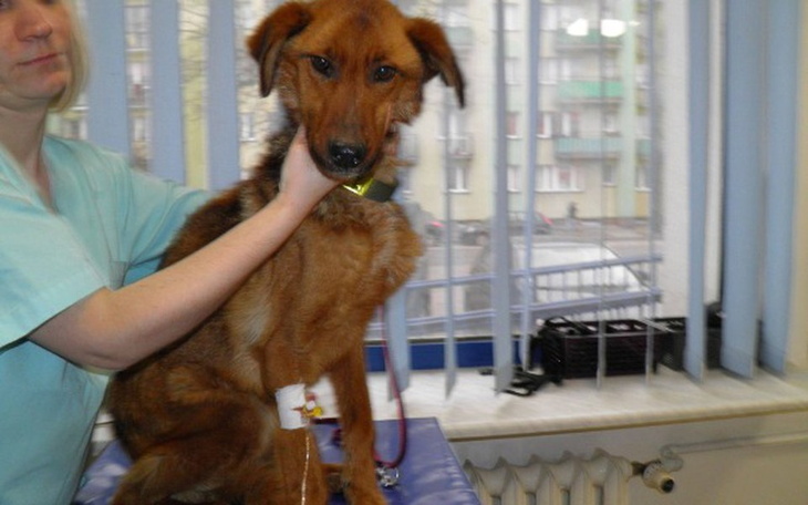 Zbiórka Fado w drodze do normalności - zdjęcie główne