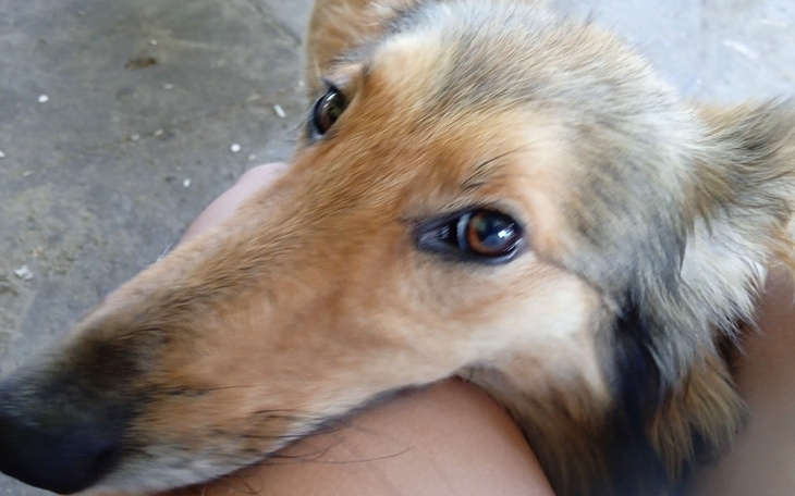 Zbiórka Rak mojego psa - zdjęcie główne