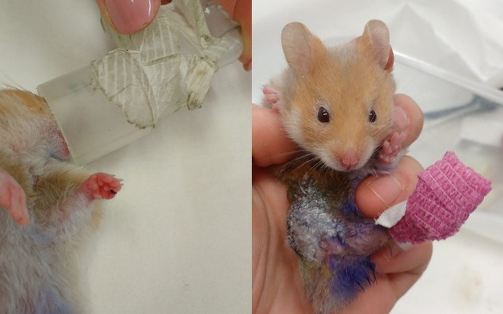 Zbiórka Ropianka - chomik po przejściach - zdjęcie główne