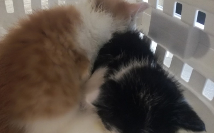 Zbiórka 3tygodniowe maluchy potrzebują p - zdjęcie główne