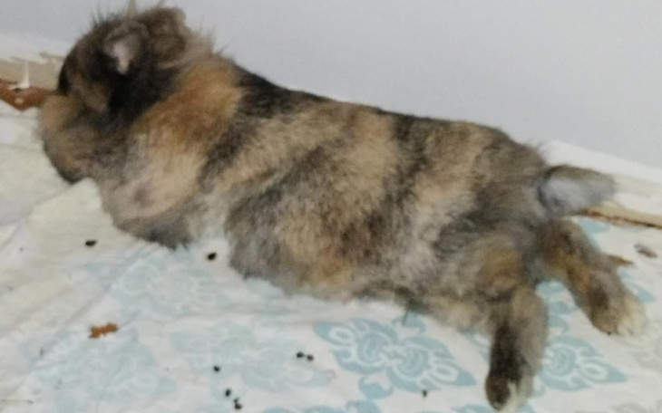 Słodki królik odpoczywający na podłodze.