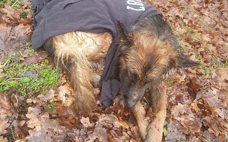 Zbiórka Potrącona i porzucona sunia - zdjęcie główne