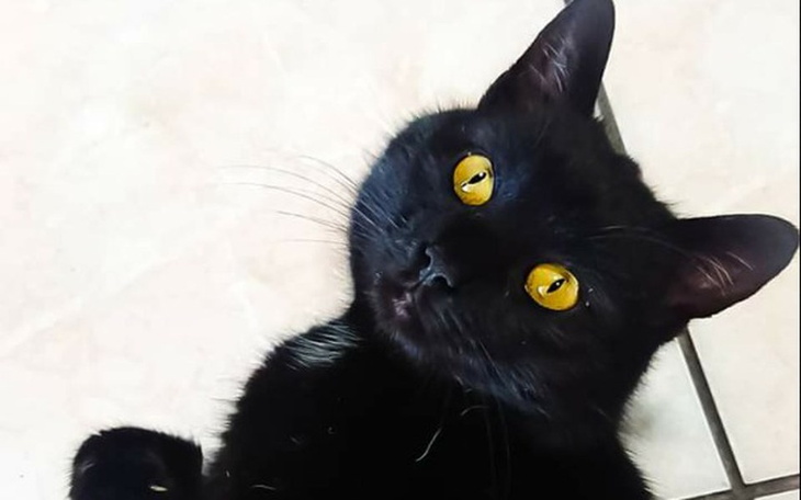 Zbiórka Kot z z połamaną miednicą - zdjęcie główne