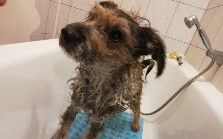 Zbiórka Szampony dla chorego Gizma - zdjęcie główne