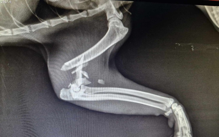 Zbiórka Lord stracił łapkę - zdjęcie główne