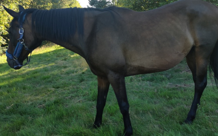 Zbiórka Pomóż nam uratować konie - zdjęcie główne