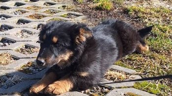 Zbiórka Transport zwierząt - miniaturka zdjęcia