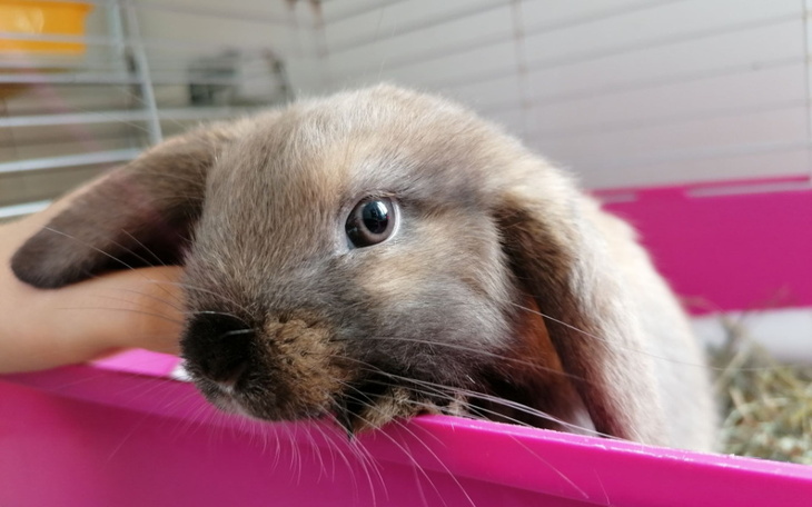 Zbiórka Wspólnie uratujmy Kickę - zdjęcie główne