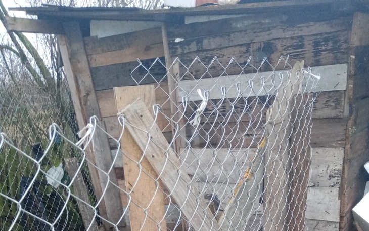 Zbiórka Budowa / ocieplenie kurnika - zdjęcie główne