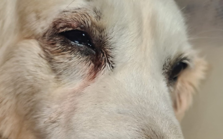 Zbiórka Na operację i powrót do zdrowia - zdjęcie główne