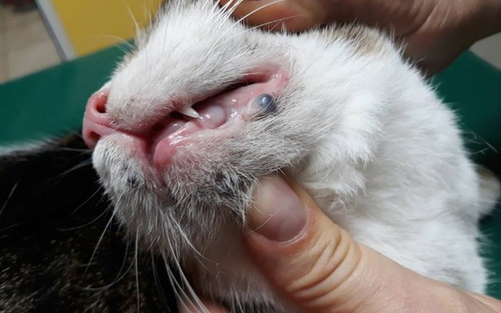 Zbiórka Nowotwór łagodny,ból i samotność - zdjęcie główne