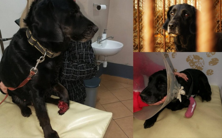 Zbiórka Strasia-sunia z amputowaną łapą - zdjęcie główne