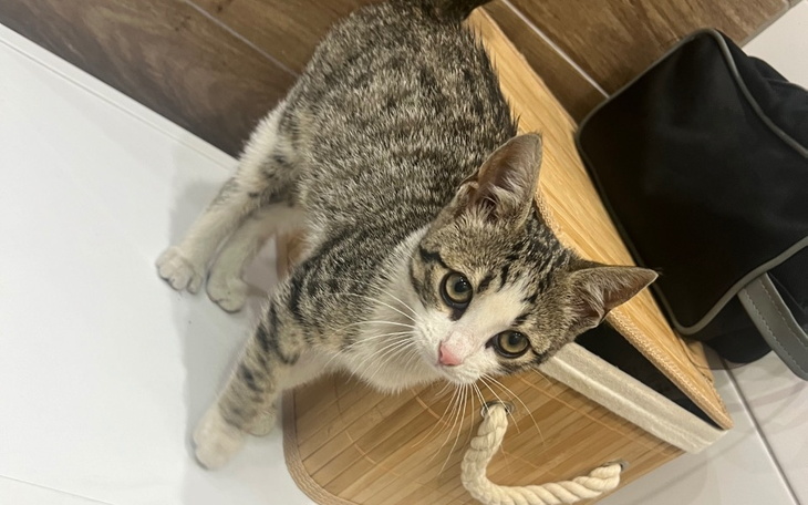 Zbiórka Opieka weterynaryjna Hugo - zdjęcie główne