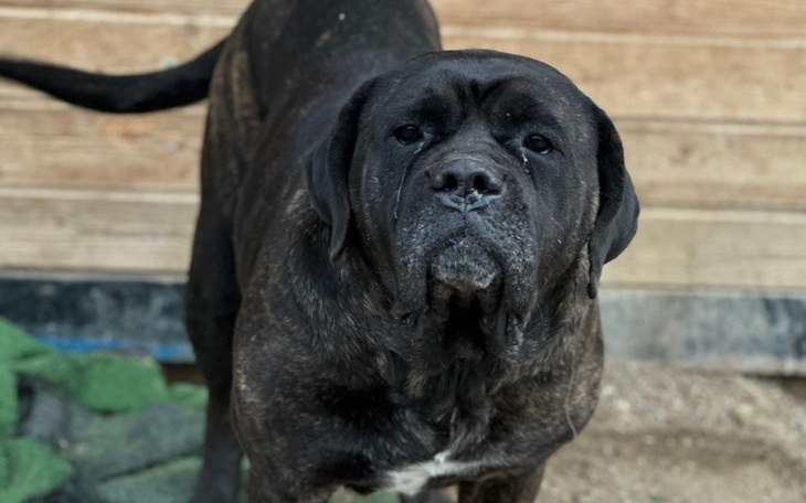 Duży pies w ciemnym umaszczeniu, stojący na tle drewnianej ściany.