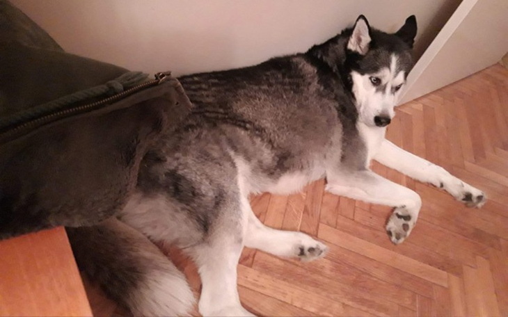 Zbiórka Pilna pomoc dla chorych zwierząt - zdjęcie główne