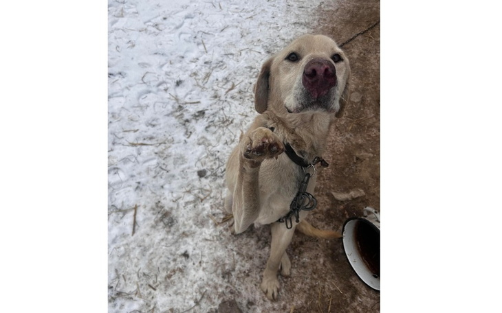 Zbiórka Kropek, z łańcucha po nowe życie - zdjęcie główne