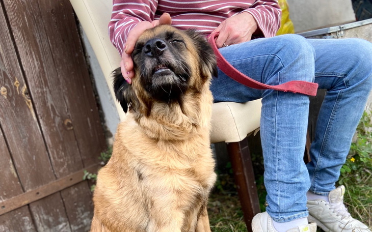 Pies zadowolony, głaskany przez osobę siedzącą na krześle.