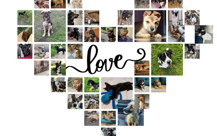 Kolaż zdjęć psów z napisem 'love'.