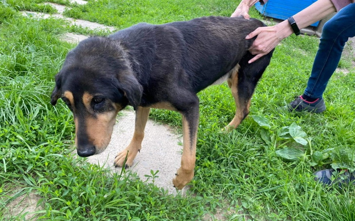 Zbiórka Ratujemy Zuzie - zdjęcie główne