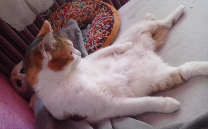 Zbiórka Uratuj kota przed przepuchlizną - zdjęcie główne