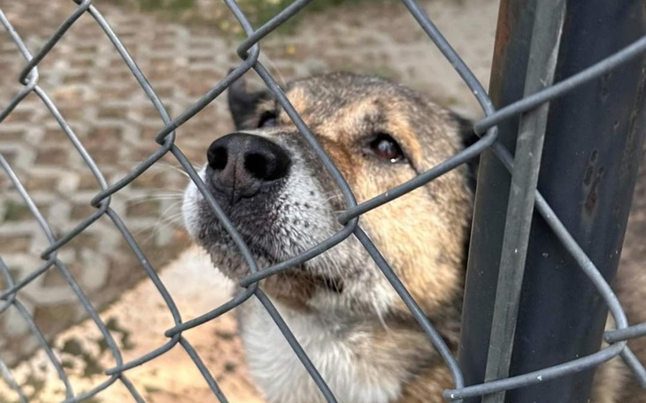 Zbiórka Podstawowa opieka wet LIPIEC - zdjęcie główne