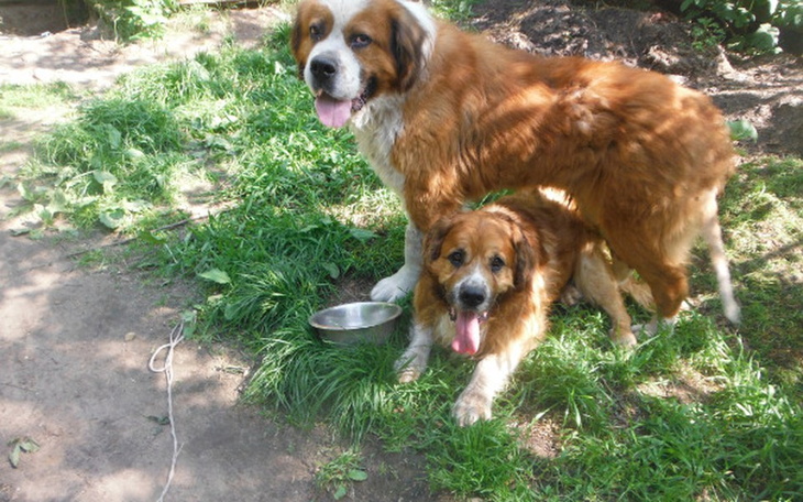 Zbiórka jedzenie dla Fundacji BERNARDYN - zdjęcie główne