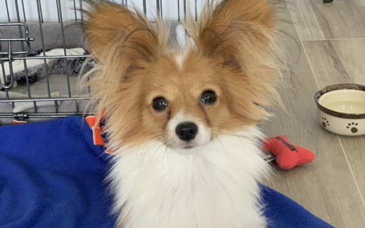 Zbiórka Zbiórka dla schroniska Napaluchu - zdjęcie główne