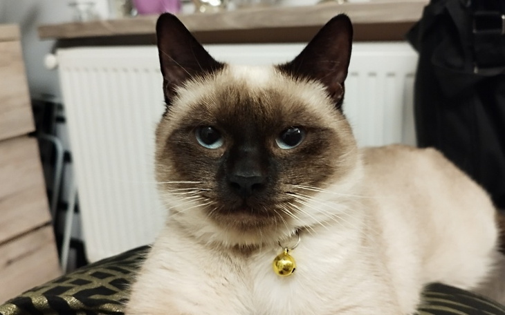 Zbiórka Ratujmy Merlina - zdjęcie główne