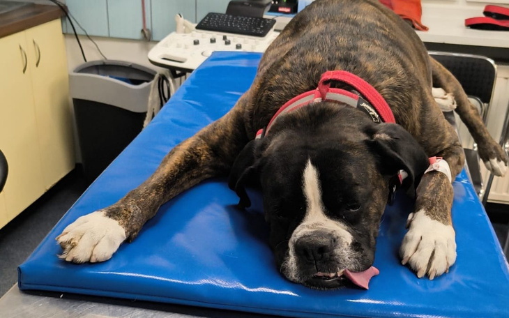 Pies rasy bokser leży na stole w weterynarii, zmęczony.