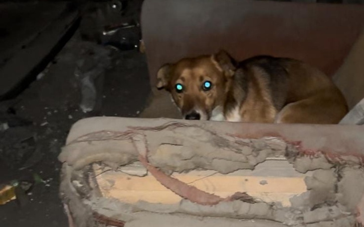 Pies siedzący na zniszczonej kanapie w ciemnym pomieszczeniu.