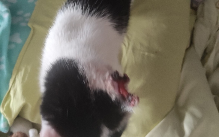 Zbiórka Amputacja ucha u Piszczka - zdjęcie główne