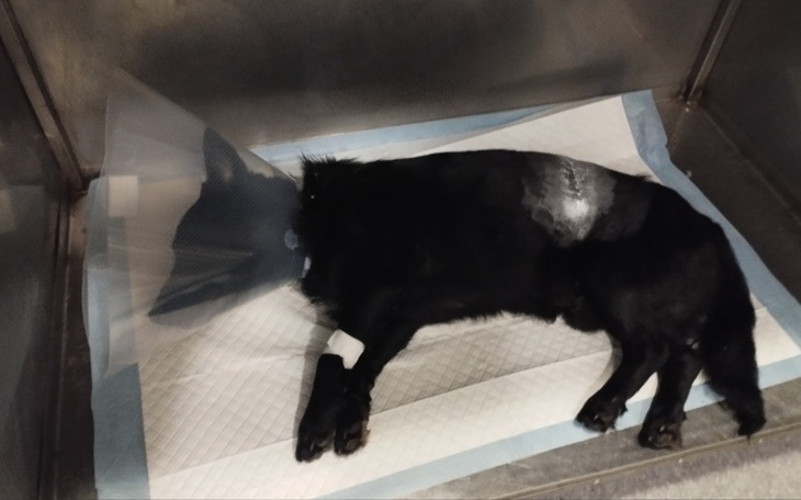 Zbiórka Operacja pogryzionego psa. - zdjęcie główne