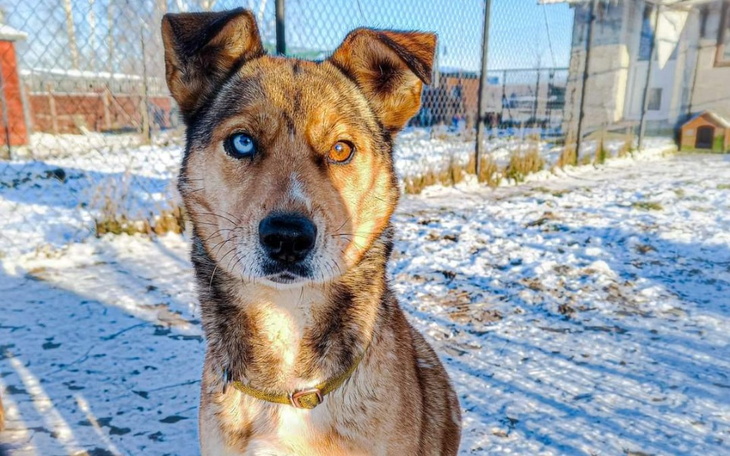 Pies z różnokolorowymi oczami stoi na śniegu.