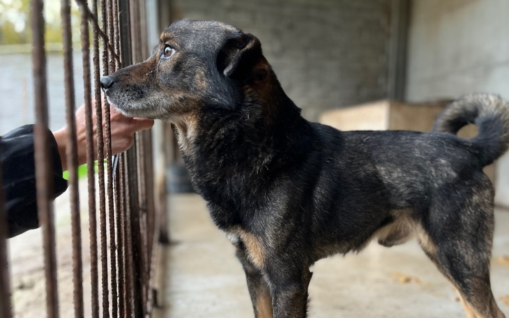 Zbiórka Św. Mikołaju Grześ-dom Irlandia - zdjęcie główne