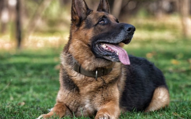 Dwie koty przytulające się na kanapie.