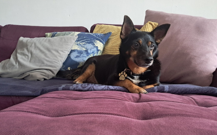 Pies leżący na kanapie, otoczony poduszkami.