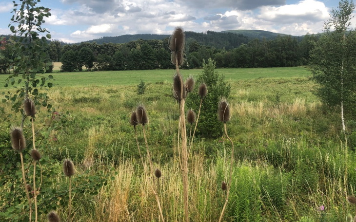 Zbiórka Wakacje2022.08 - zdjęcie główne