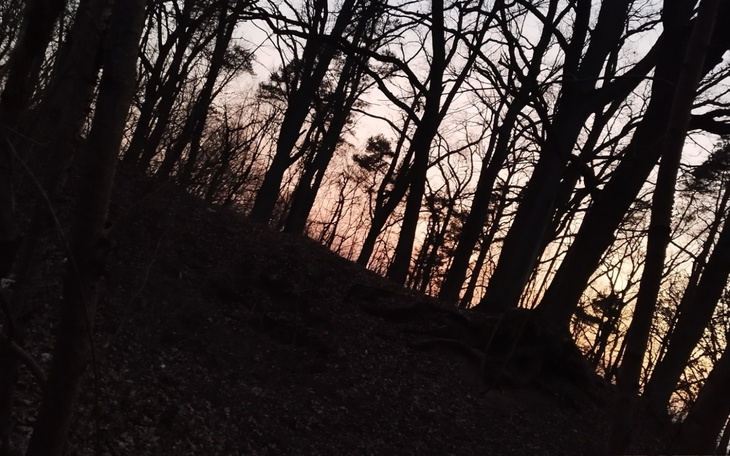 Zachód słońca w lesie, drzewa w ciemnych sylwetkach.