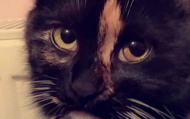 Zbiórka Leczenie Kotki Zorzy - zdjęcie główne