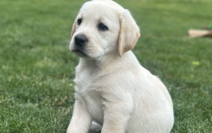 Młody labrador siedzący na trawie, patrzący w dal.
