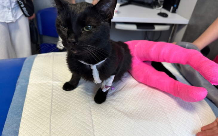 Zbiórka Wsparcie dla kota w potrzebie - zdjęcie główne