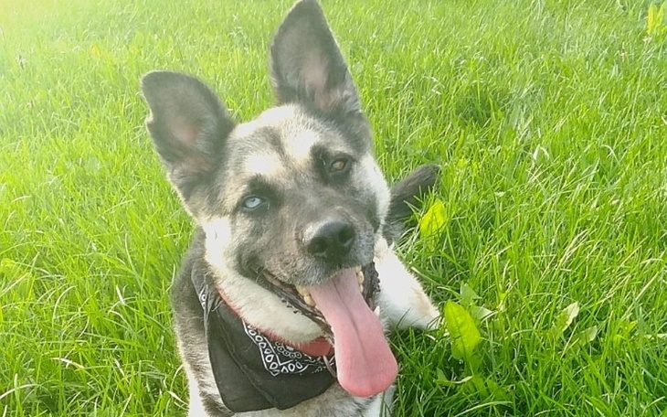 Szczęśliwy pies leżący na zielonej trawie, z uśmiechem i wystawionym językiem.