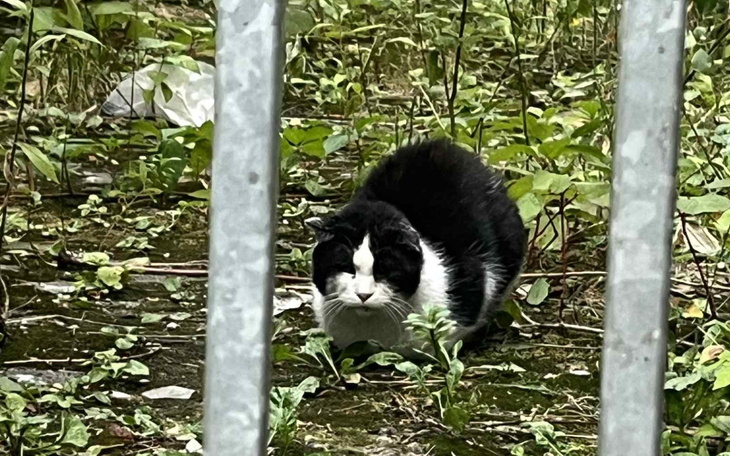 Czarnobiały kot w trawie, obserwujący otoczenie.