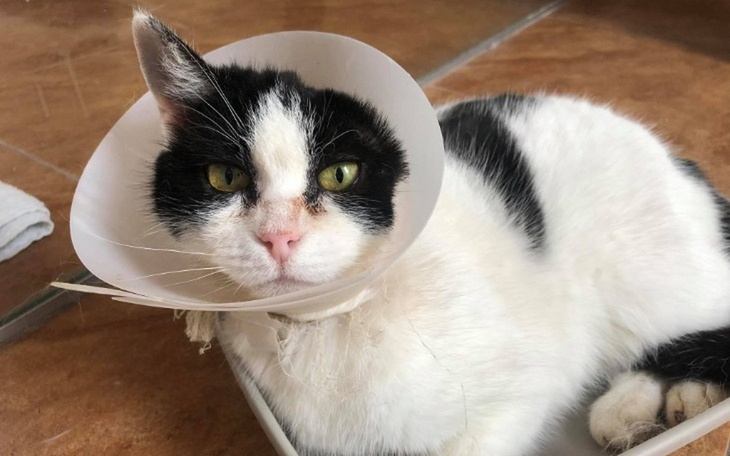 Zbiórka Tomograf- ostatnia szansa Floet - zdjęcie główne