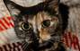 Zbiórka Na leczenie Kotki Nori z Fipem - miniaturka zdjęcia