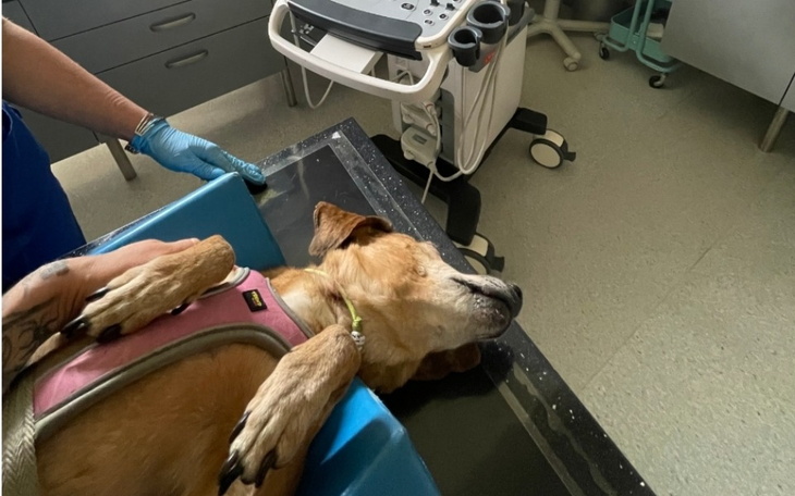 Zbiórka NOWOTWÓR PŁUC - Pomocy...IGA - zdjęcie główne