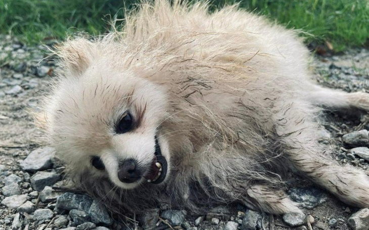 Zbiórka Potrącili Lisę i ją zostawili - zdjęcie główne